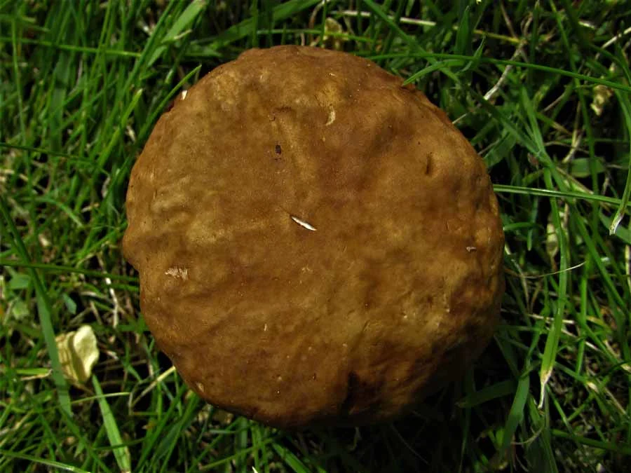 Summer Bolete cap