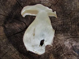 Summer Bolete flesh