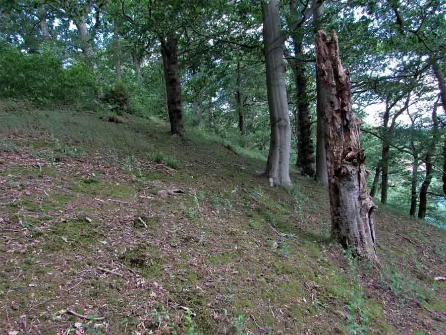 Summer Bolete habitat