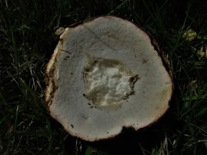 Summer Bolete pores