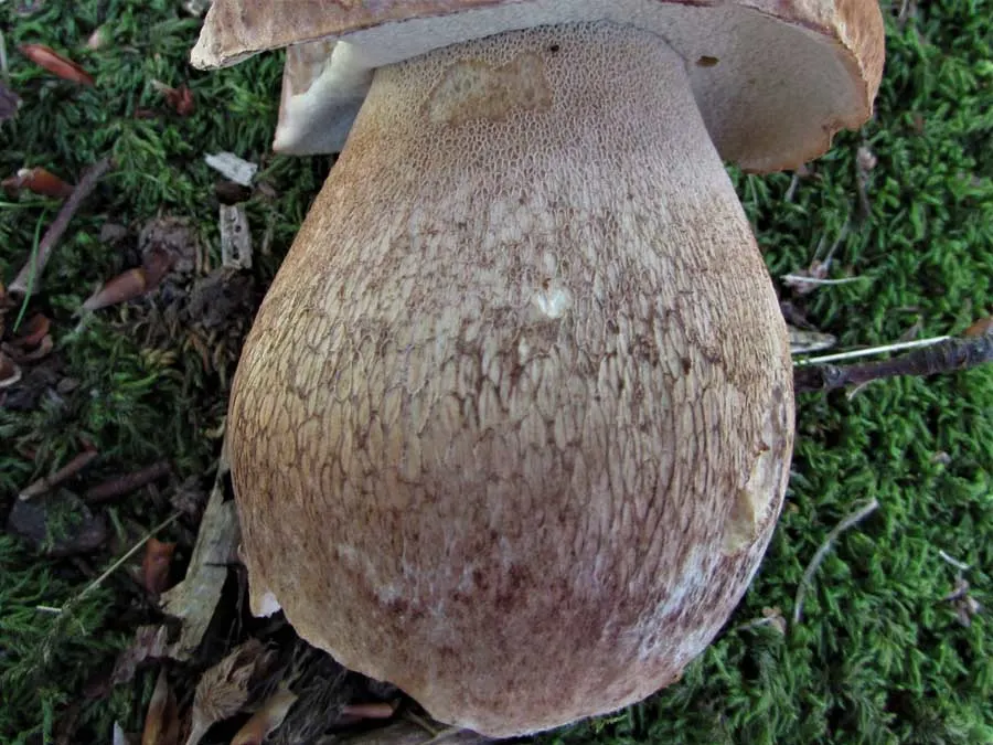Summer Bolete stem