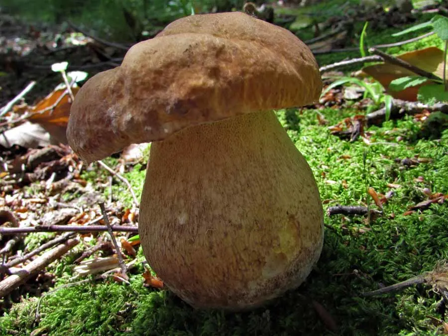Summer Bolete
