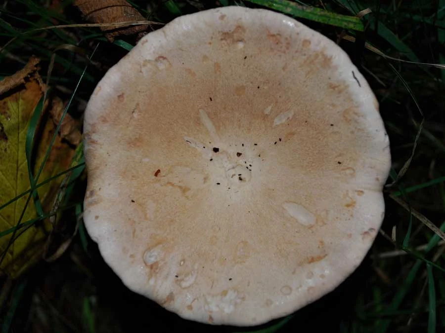 Trooping Funnel cap