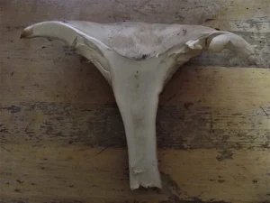 Trooping Funnel flesh