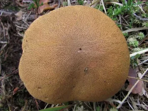Velvet Bolete cap