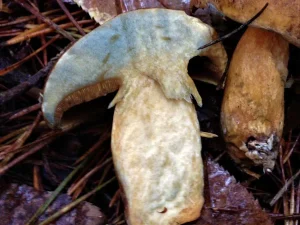 Velvet Bolete flesh