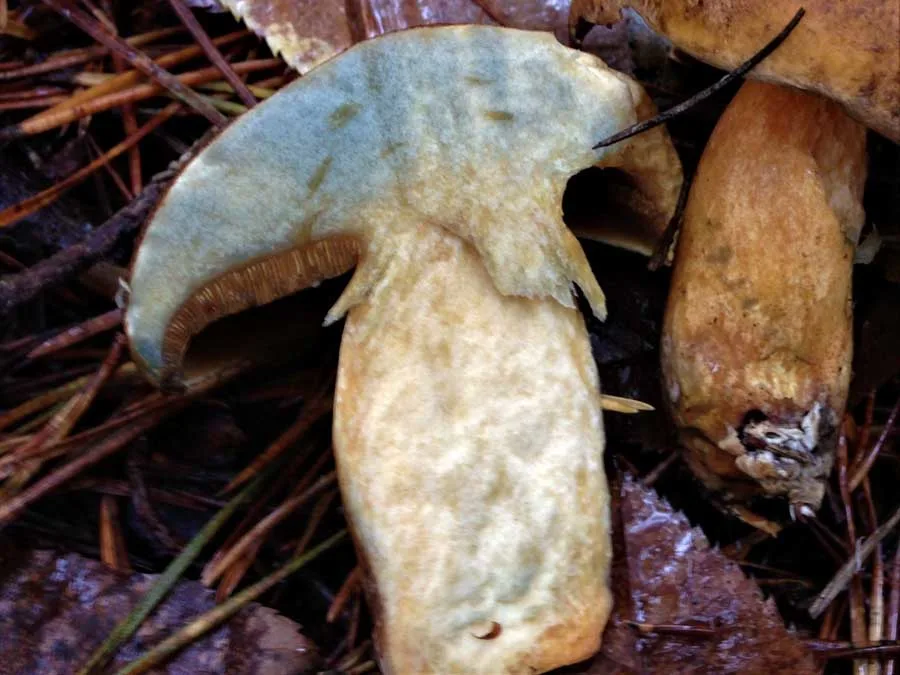 Velvet Bolete flesh