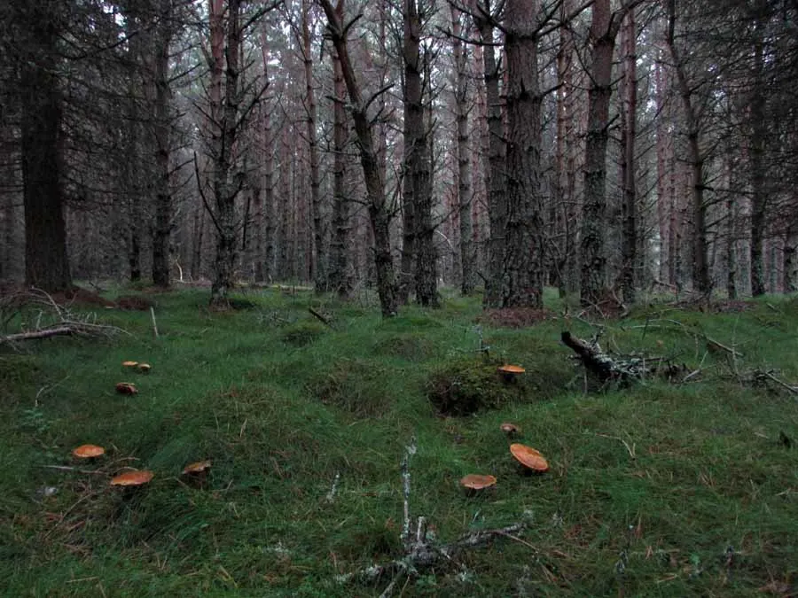 Velvet Bolete habitat
