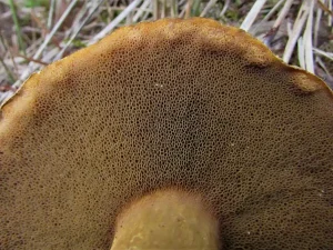 Velvet Bolete pores