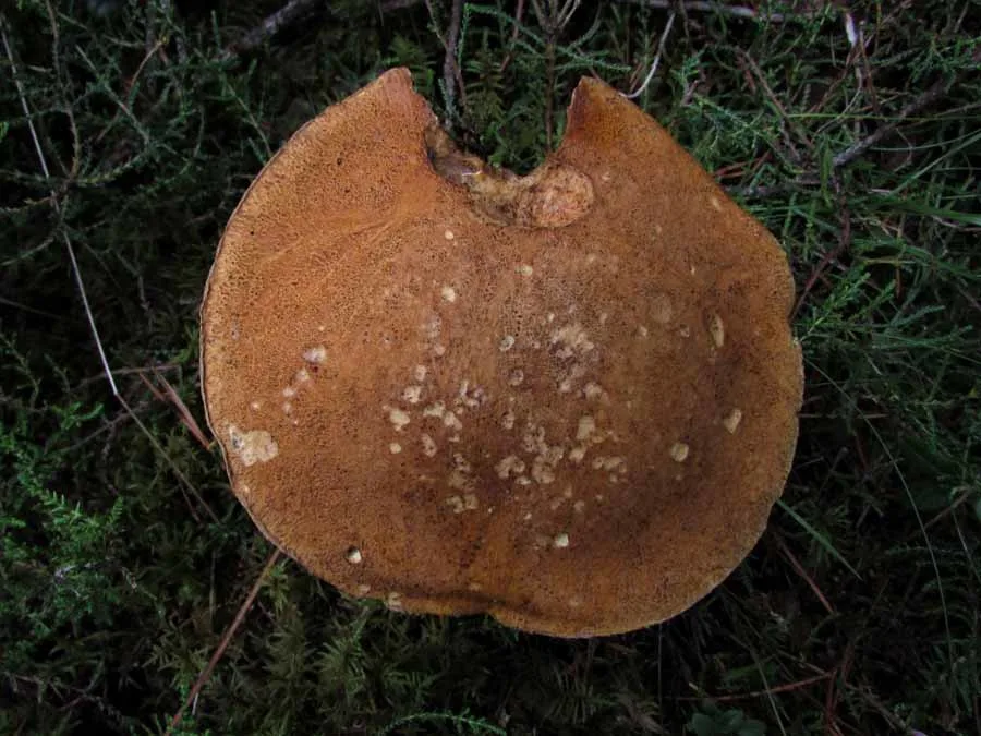 Velvet Bolete