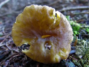 Winter Chanterelle cap