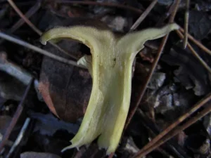 Winter Chanterelle flesh