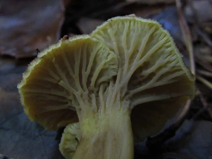 Winter Chanterelle gills