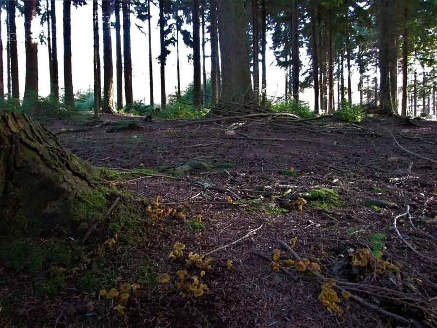 Winter Chanterelle habitat