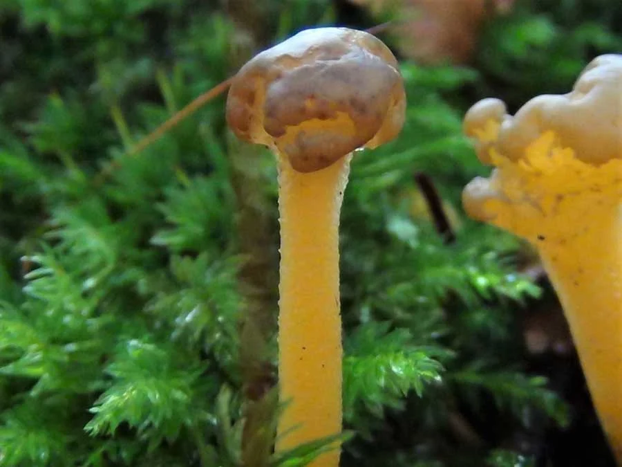 Winter Chanterelle possible confusion
