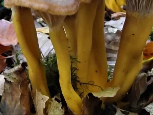 Winter Chanterelle stem