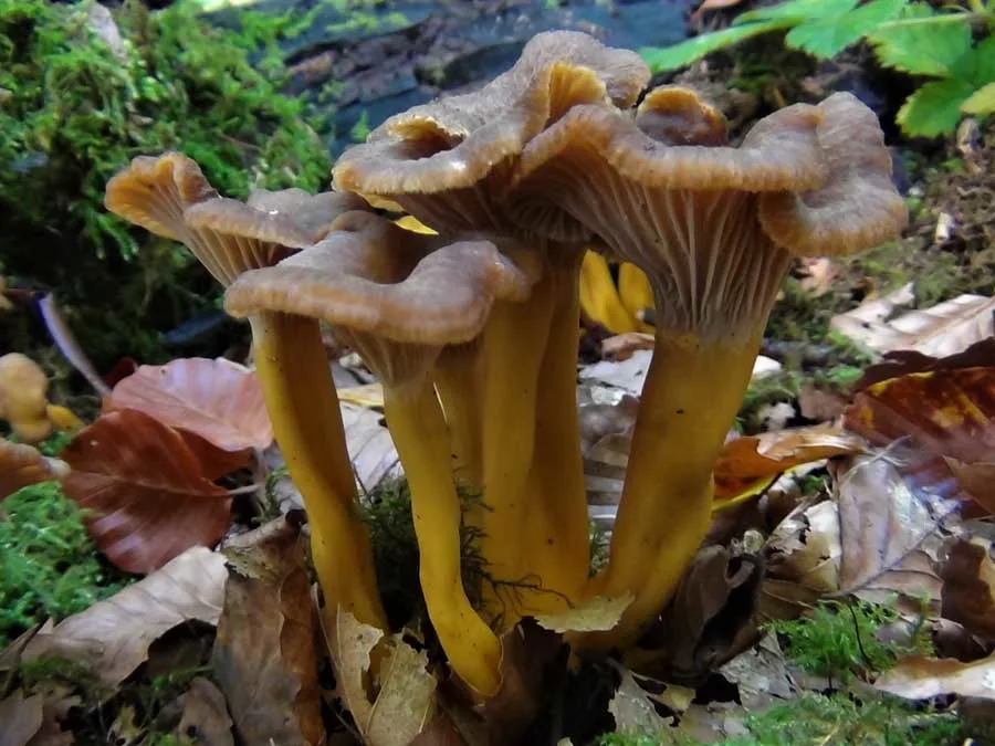 Winter Chanterelle