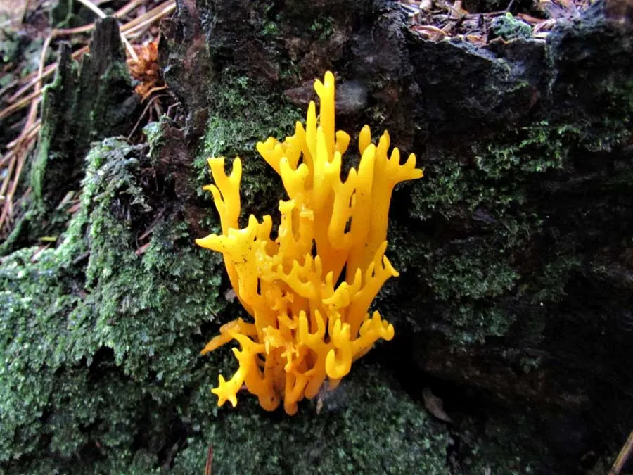 Yellow Stagshorn fruiting body