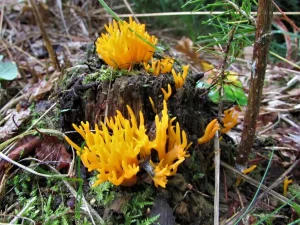 Yellow Stagshorn gallery