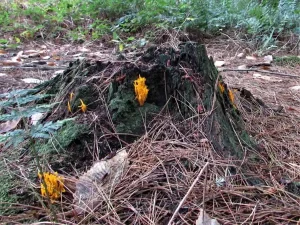 Yellow Stagshorn habitat