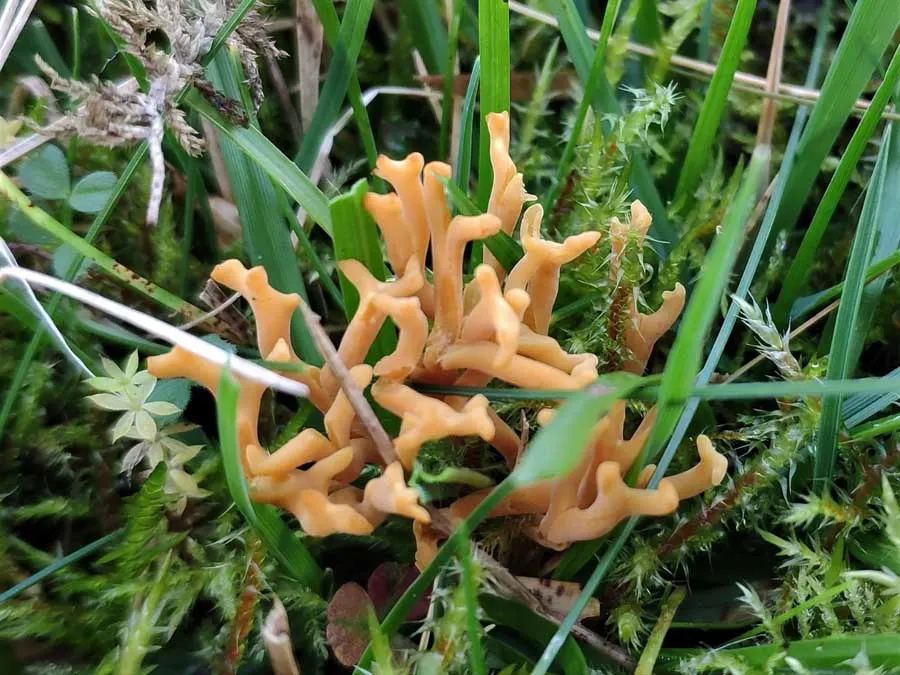 Yellow Stagshorn possible confusion