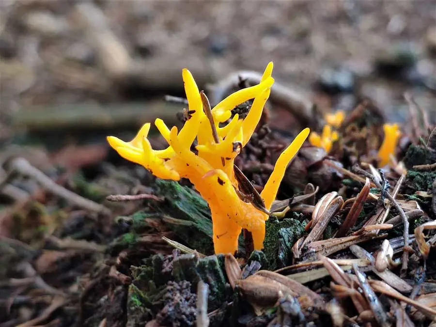 Yellow Stagshorn