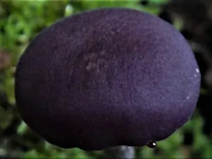 Amethyst Deceiver cap
