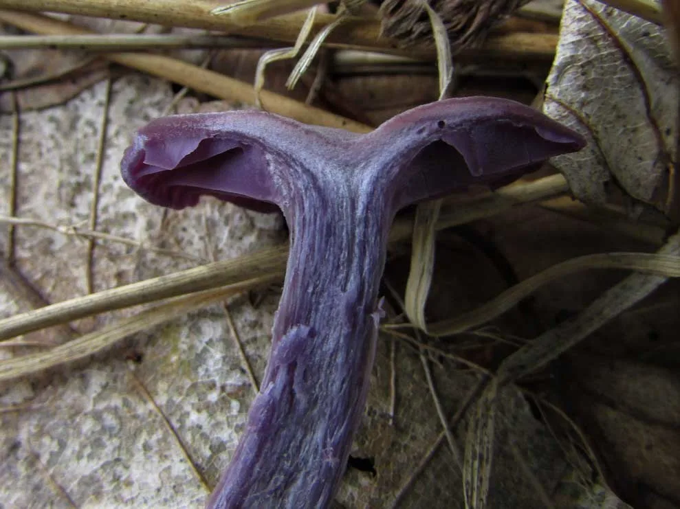 Amethyst Deceiver flesh