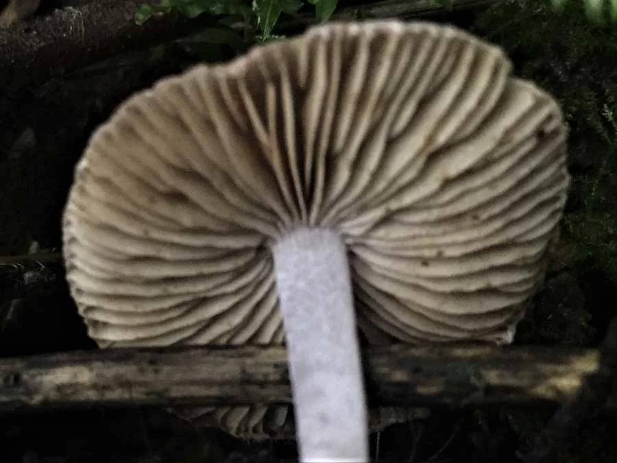 Amethyst Deceiver possible confusion