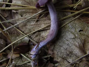 Amethyst Deceiver stem