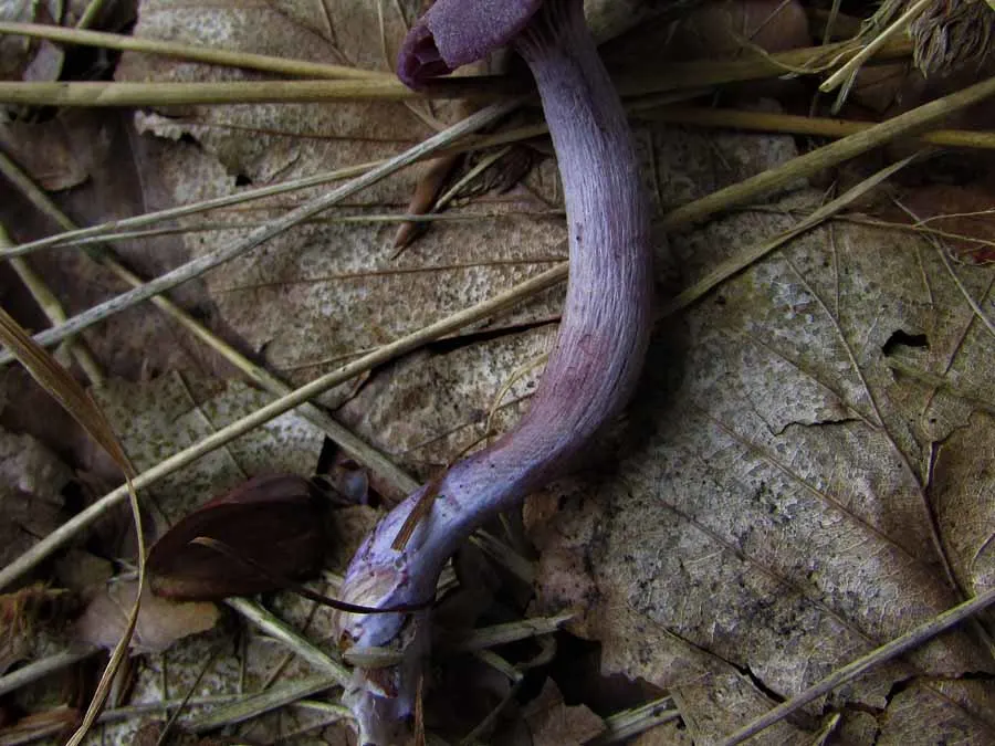 Amethyst Deceiver stem