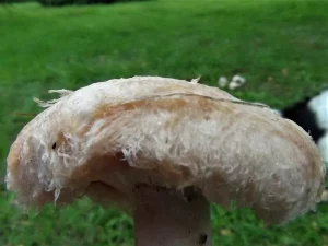 Bearded Milkcap