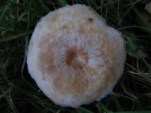 Bearded Milkcap cap
