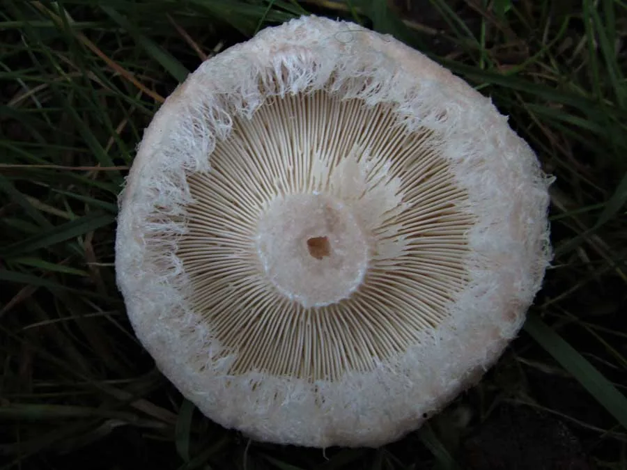 Bearded Milkcap gills