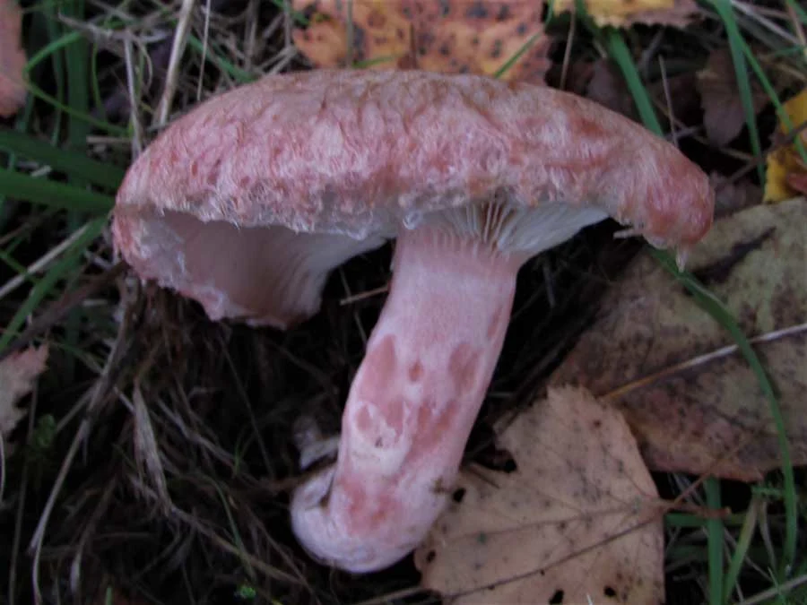 Bearded Milkcap possible confusion