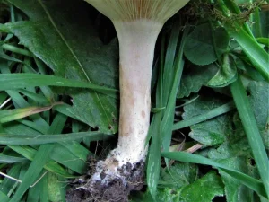 Bearded Milkcap stem