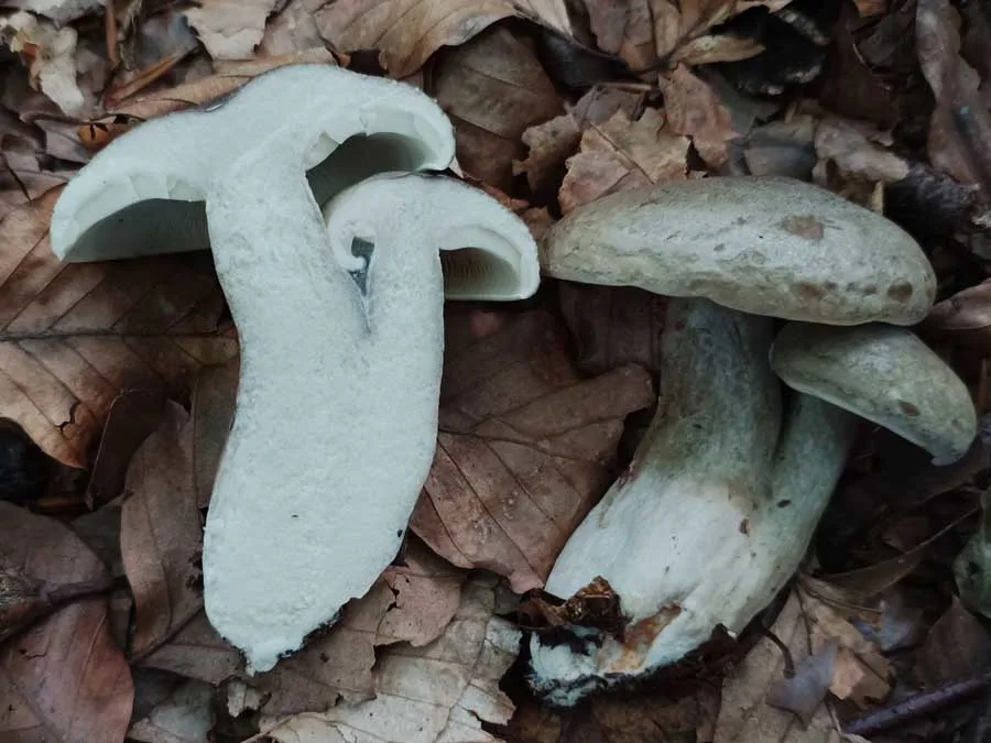 Beech Milkcap flesh