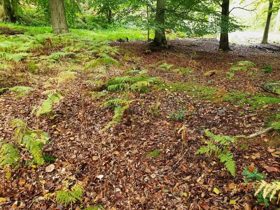 Beech Milkcap habitat