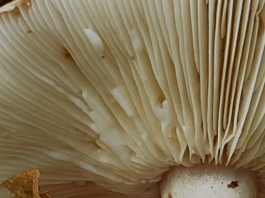 Beech Milkcap milk