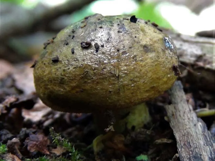 Beech Milkcap possible confusion