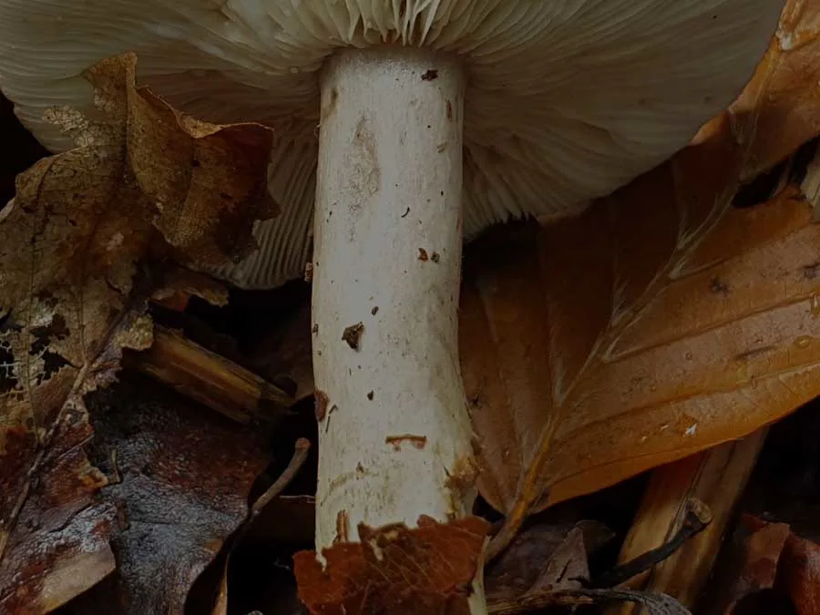 Beech Milkcap stem