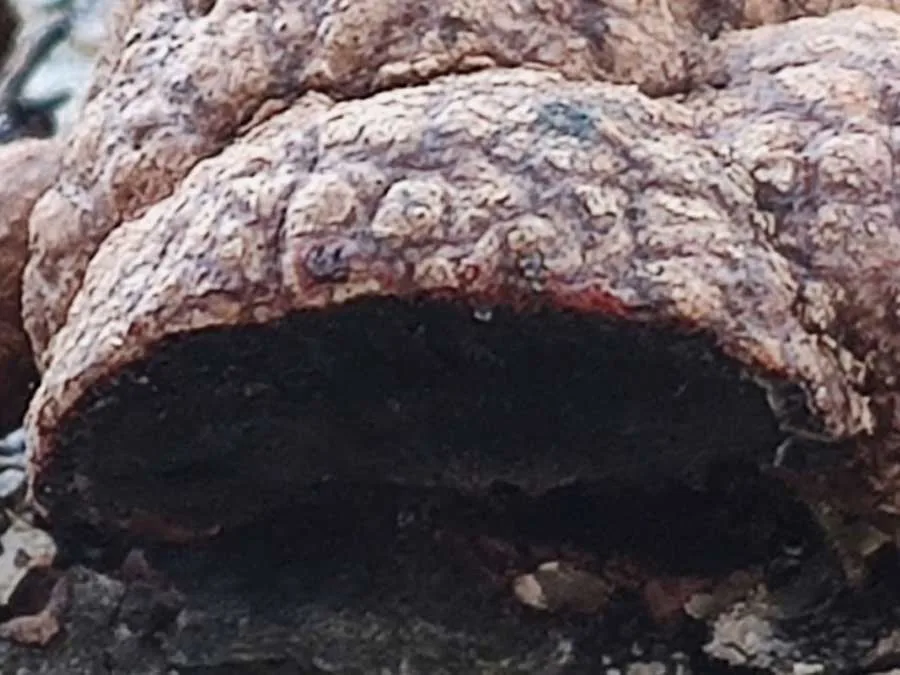 Beech Woodwart flesh