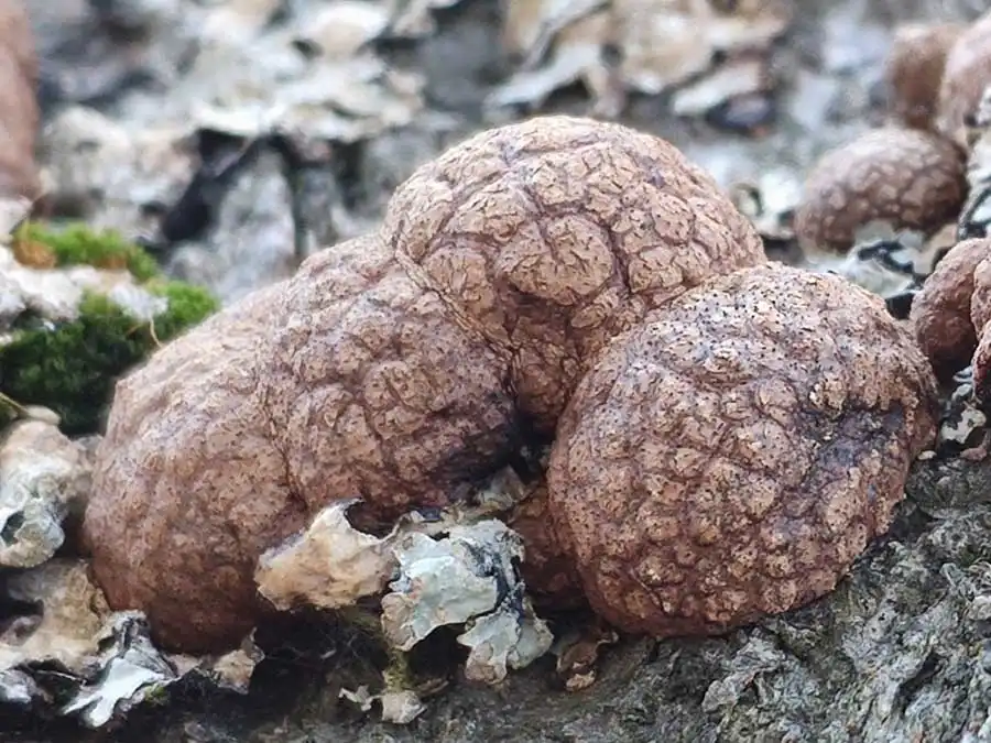 Beech Woodwart fruiting body
