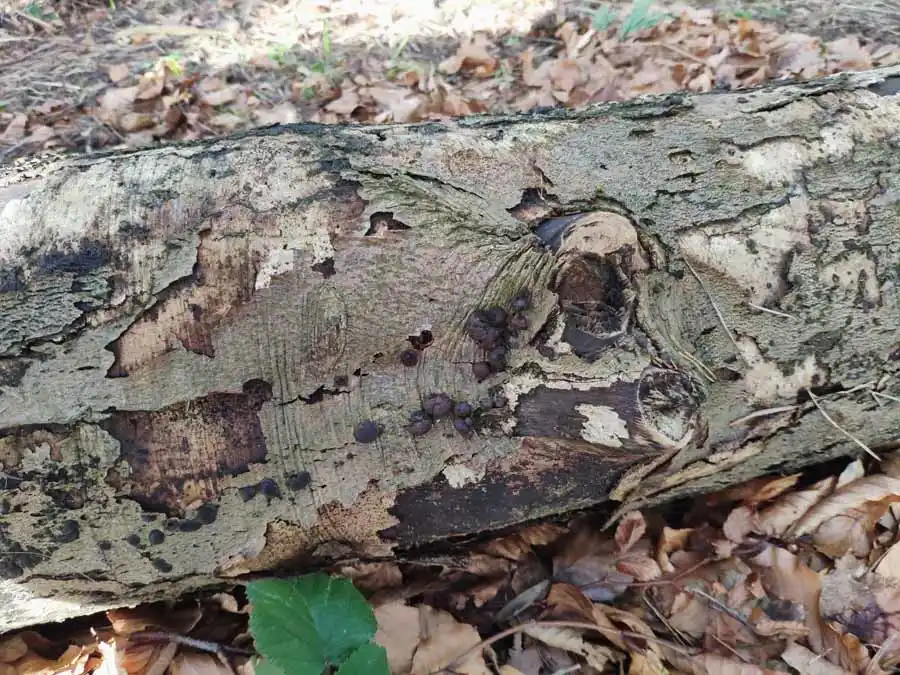 Beech Woodwart habitat
