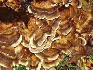 Blackening Polypore