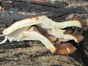 Blackening Polypore flesh