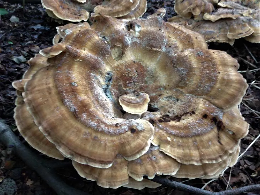 Blackening Polypore fruiting body