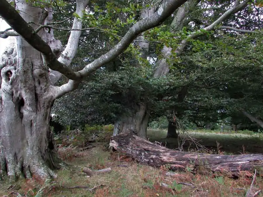 Blackening Polypore habitat