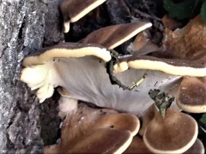 Blackening Polypore pores