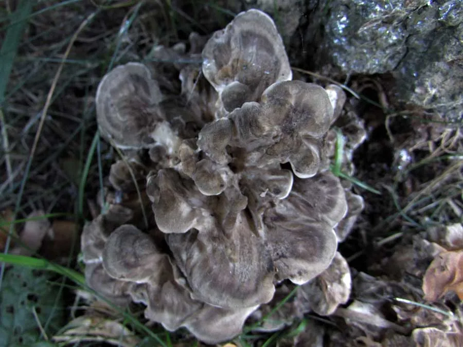 Blackening Polypore possible confusion